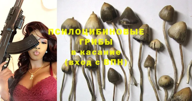 цена   Карачаевск  Псилоцибиновые грибы Psilocybe 