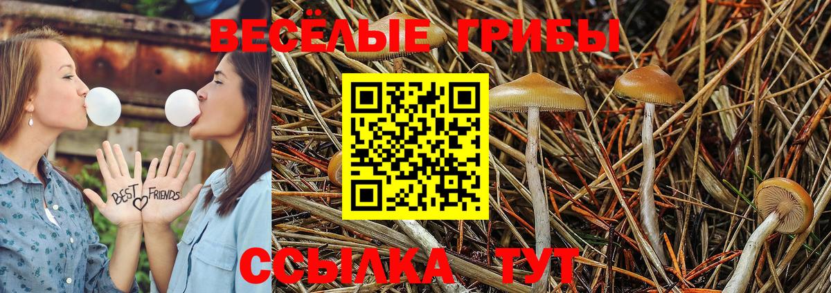 Галлюциногенные грибы мицелий  Карачаевск 