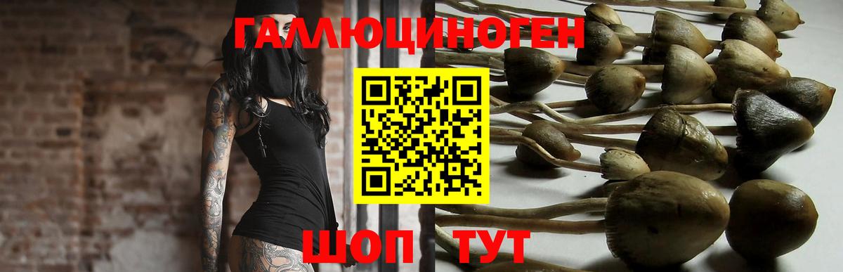 Псилоцибиновые грибы мицелий  Вход с VPN  Карачаевск 